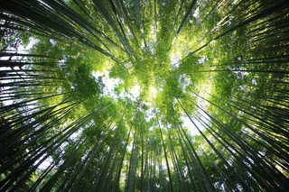 Investir dans les bois et forêts : planter aujourd’hui, récolter demain !
